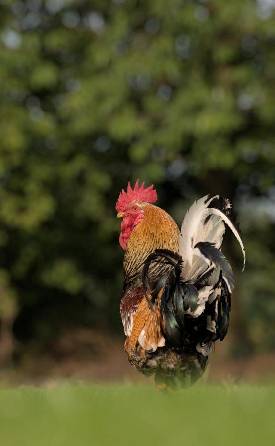 Friesenparadies Fri-Suedliches Friesland Bockhorn  Eksteriør bilde