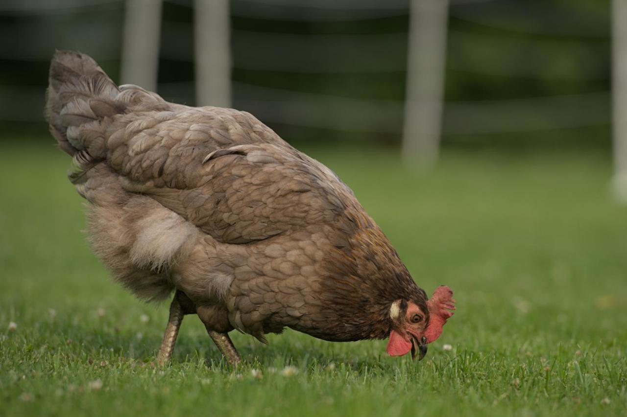 Friesenparadies Fri-Suedliches Friesland Bockhorn  Eksteriør bilde